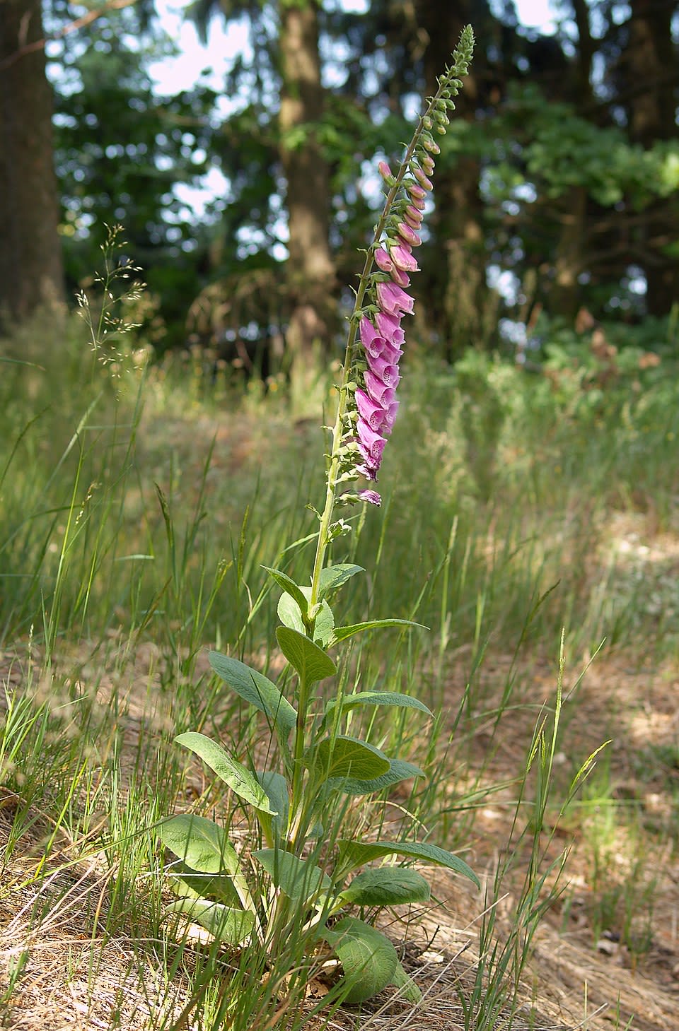 Digitalis purpurea L.