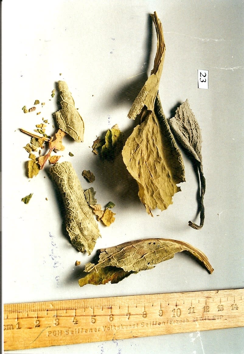 Digitalis purpureae folium