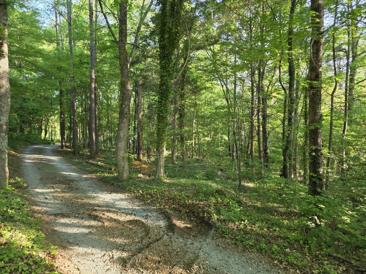 Trail cutting path through wooded area