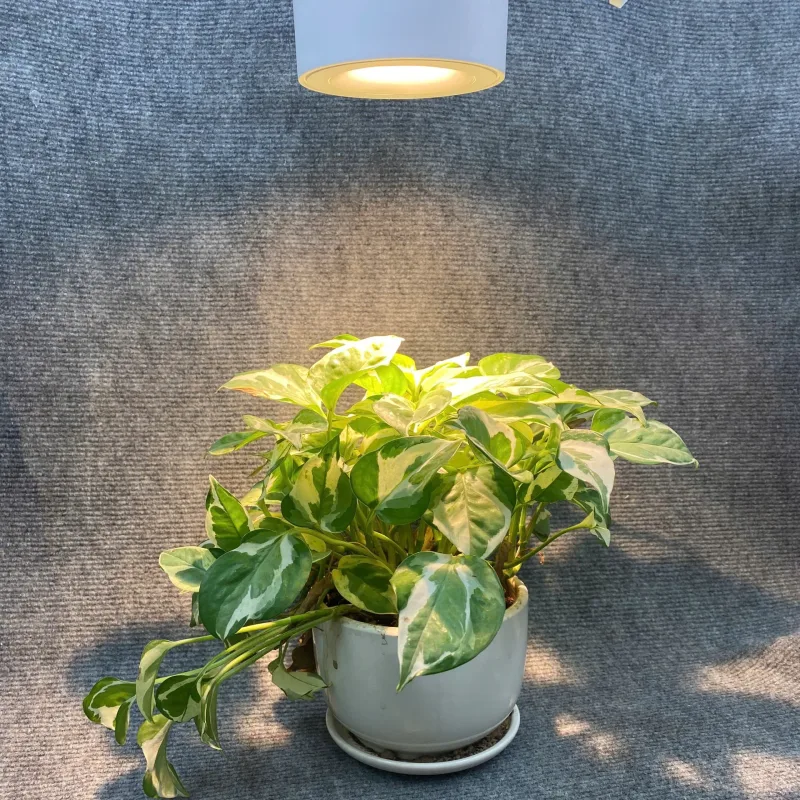 Hình ảnh sản phẩm undefined 9