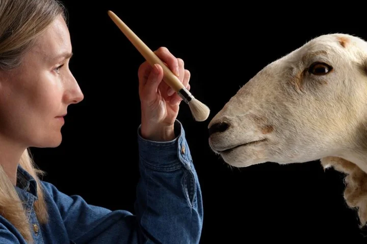 Dolly the cloned sheep’s cloned predecessor is now on display