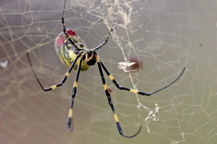 Giant golden spiders could spread this summer; experts downplay health risk