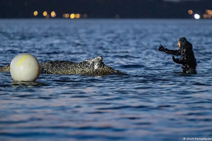 Whale stranded off Germany's coast gets stuck again