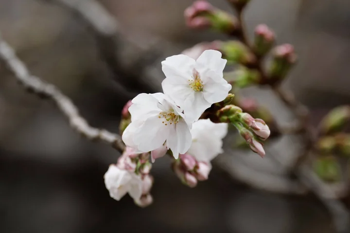 Cherry blossoms are now in full bloom in Tokyo