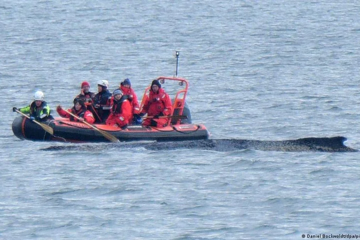 Prognosis 'not good' for humpback whale