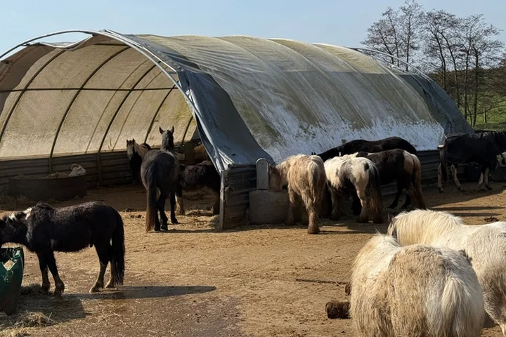 Animal garda crime unit needed in Ireland