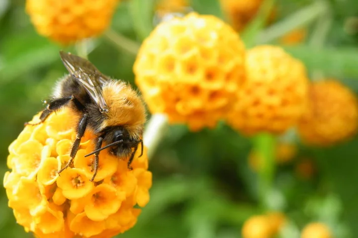 Bees and hummingbirds aren't just buzzing – they're sipping trace booze