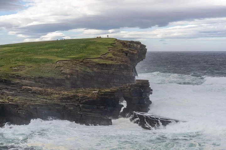 Orkney stoat eradication project boosts rare voles, hen harriers and owls