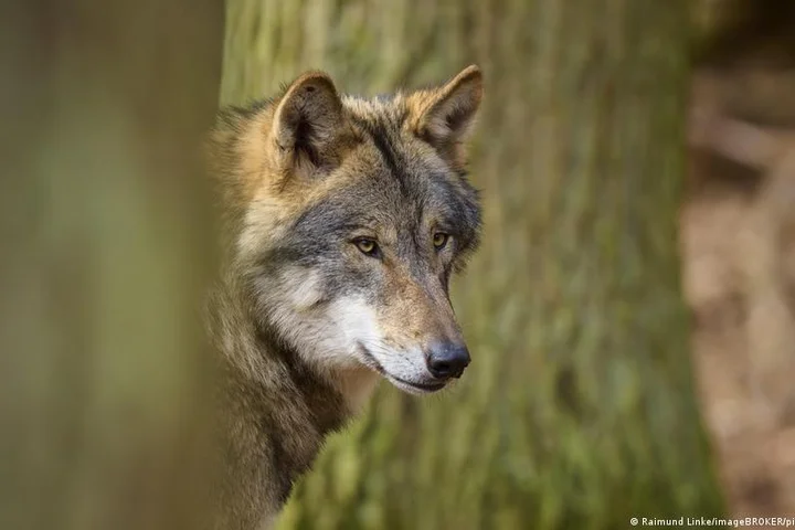 Wolf bites woman in Hamburg