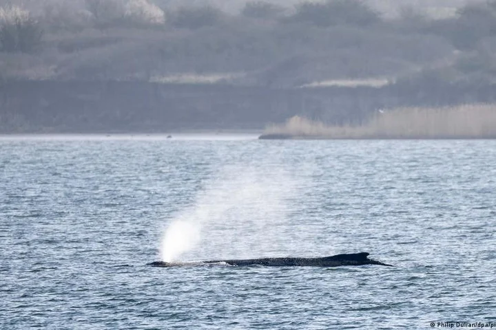 Stranded humpback whale moving again