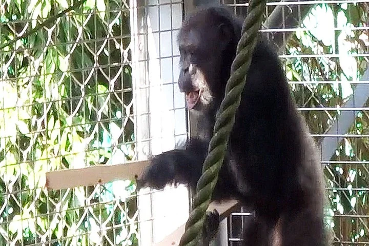 Chimpanzee using floorboards for ‘drumming performance’ shows how music emerged in humans