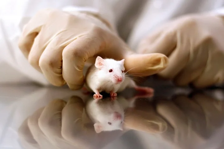 GOP targets transgender animal testing in defund demand to NIH