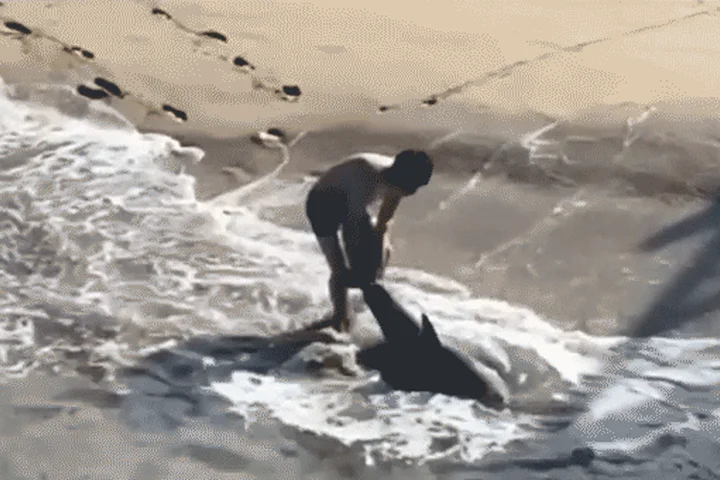 Heart-pounding video shows fisherman leaping into ocean to save great white shark