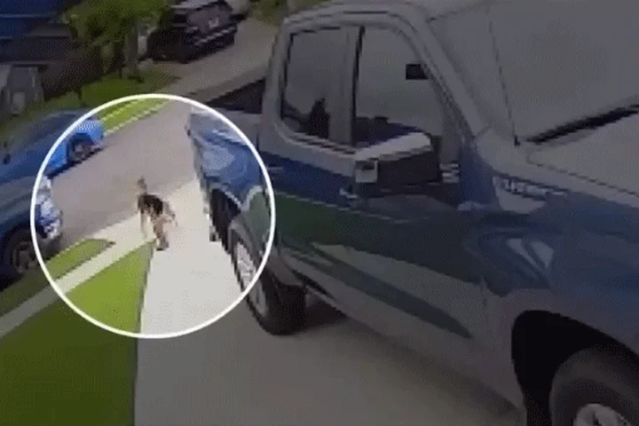 California 4-year-old boy survives attack by coyote that bit and tried to drag him away