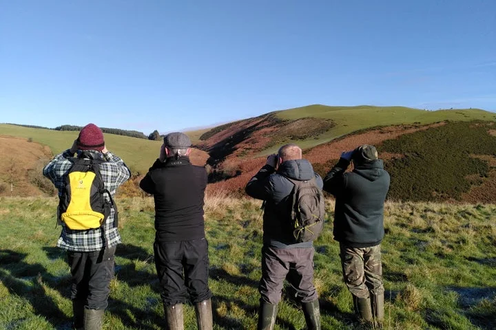 New herd of bison having ‘great impact’ on woodlands just a few years after being introduced