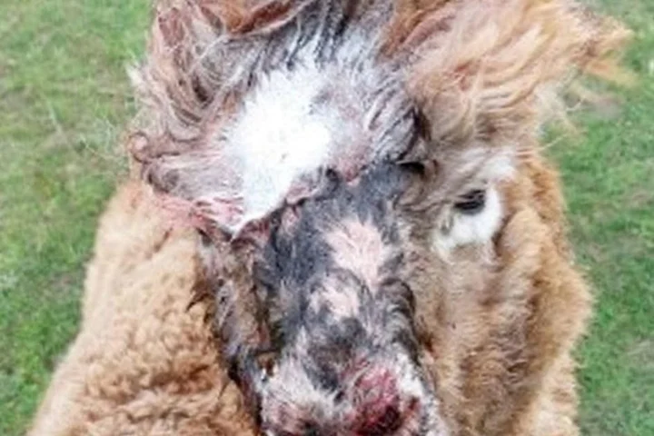 Four alpacas mauled to death on farm in Rottweiler attack