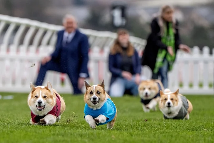 Hot dog treat spurs Islay to victory in corgi derby