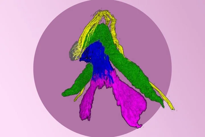 We finally have a 3D map of the clitoris — how much do you know about it?