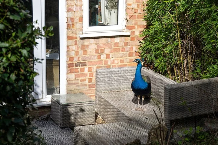 Hungry peacock taps on windows for food, helps himself to fruit and peanuts in neighborhood homes