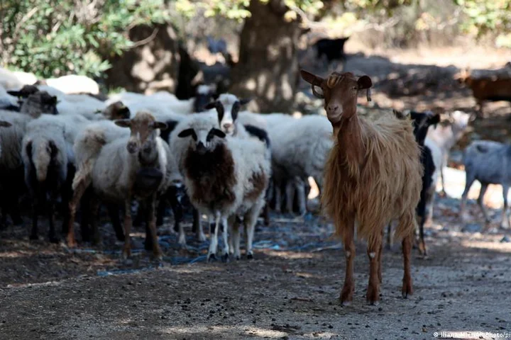 Greek ministers resign over EU farming subsidy scandal