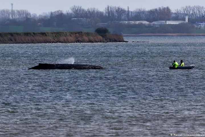 Baltic humpback whale 'Timmy' still breathing