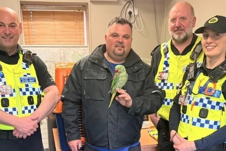 Lost parrot reunited with owner after Dublin Airport stay