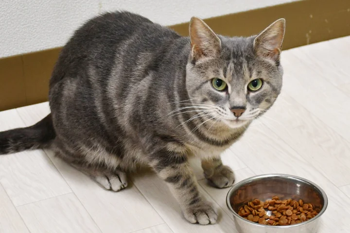 Japan team discovers why cats leave meals unfinished