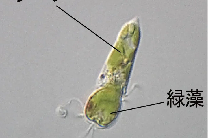 Japanese researchers find a clue to the evolution of chloroplasts