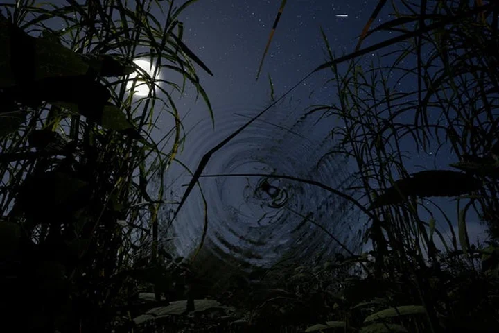 Whispers of the Tallgrass, a Creepy First-Person Survival Horror Game, Announced for PC