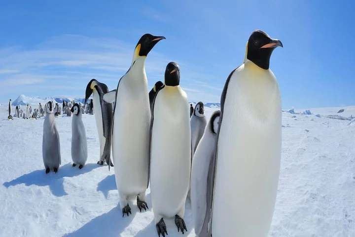 Emperor penguins listed as endangered species