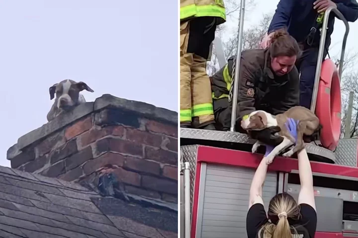 Miracle rescue as puppy saved from top of chimney in dramatic fire crew operation