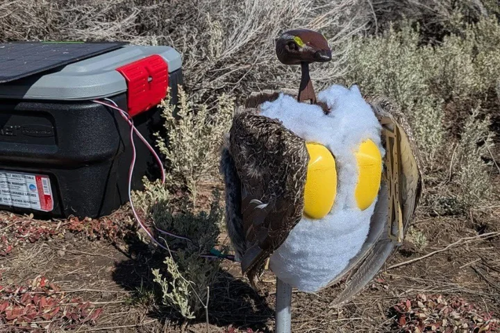 Can’t tell if it’s real? Robot birds could soon be flying around National Parks