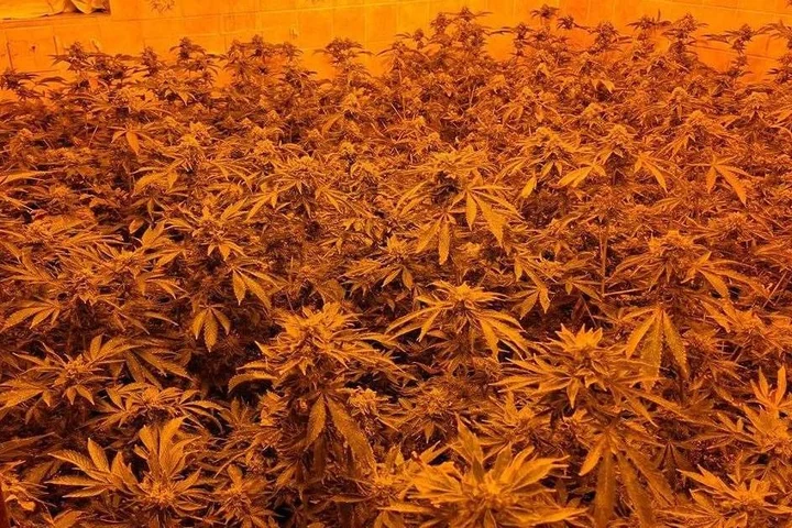 Home buyer walks into new house only to find an enormous £70,000 cannabis farm