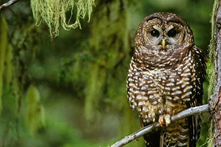 The surprising truth about logging