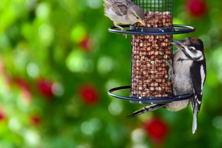 With one breed at risk