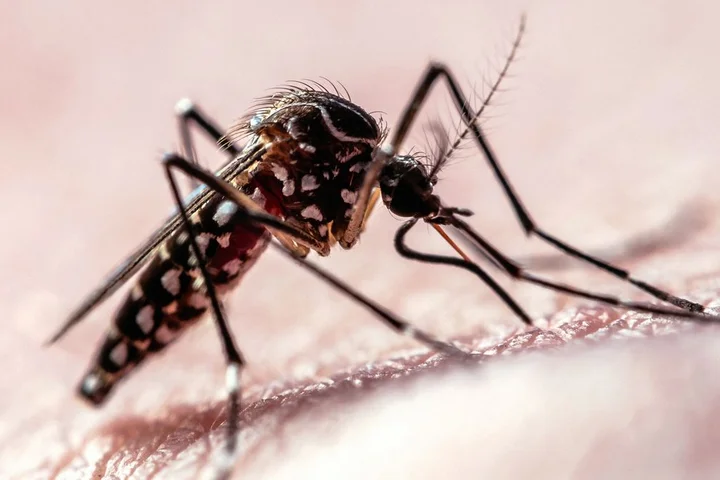 Flight Path Data Shows How Mosquitoes Target Humans