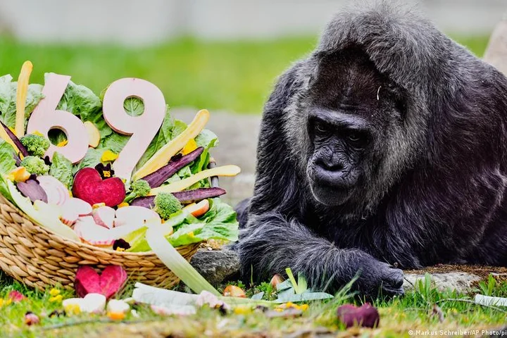 World's oldest gorilla celebrates 69th birthday at Berlin Zoo