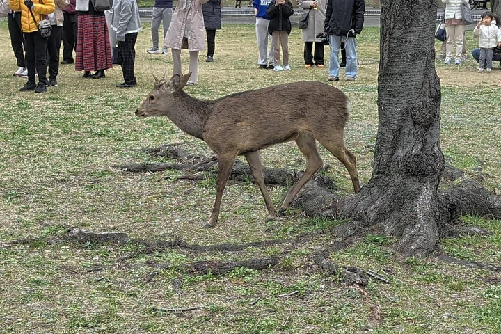 Study shows deer and boar habitats to spread across most of Japan by 2050