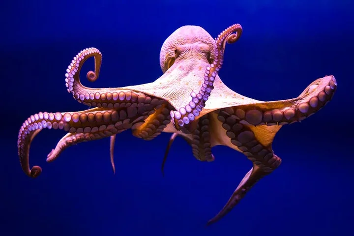 Ancient ocean mystery deepens as long-misidentified fossil is finally revealed by researchers