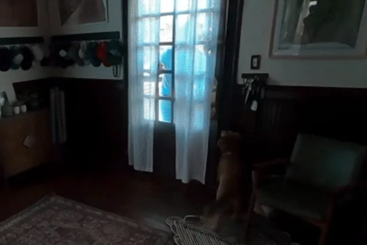 WATCH: Artemis II astronaut Christina Koch reunites with dog after 10 days in space