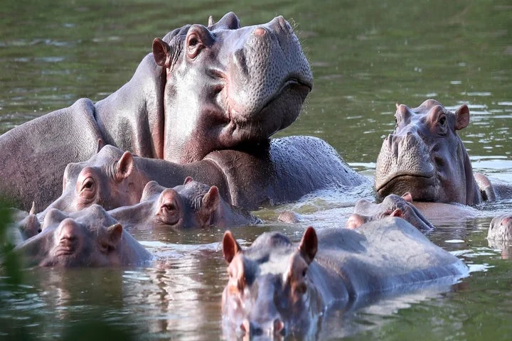 Colombia to kill dozens of "cocaine hippos" linked to Pablo Escobar