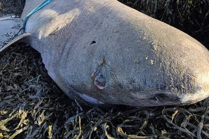 Greenland shark washes up on Irish coast for first time
