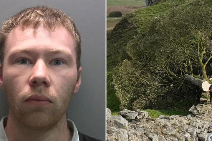 Man jailed for felling the Sycamore Gap tree released after just 10 months