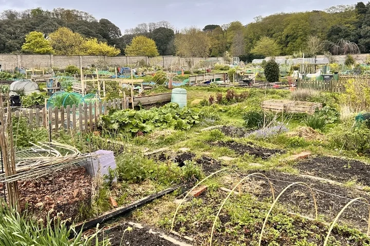 'Gardening is like magic' - call for more allotment plots