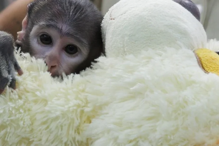 Tiny monkey Yuji won’t let go of his toy dog after his mum rejected him