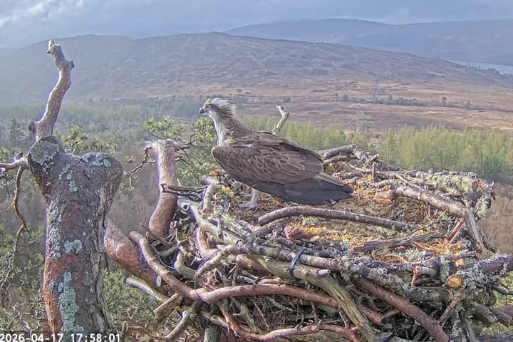 Osprey Louis returns to nest in time to woo mate away from toy boy rival