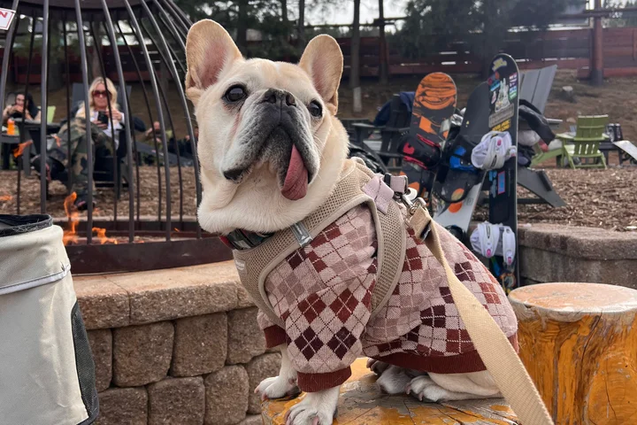 Doggy healthcare breaking the budget? Grab your pooch and passport and head to Tijuana