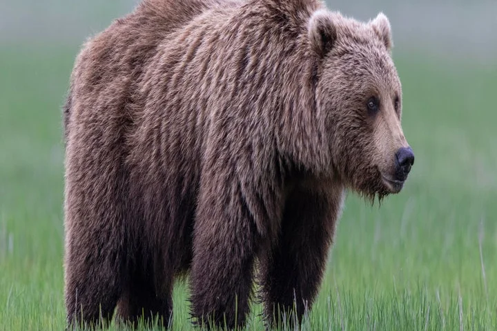 2 soldiers attacked by bear during training at Army base in Alaska