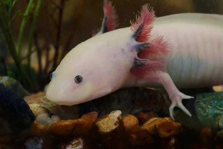 Alien-like creature known as Peter Pan could help humans regrow limbs