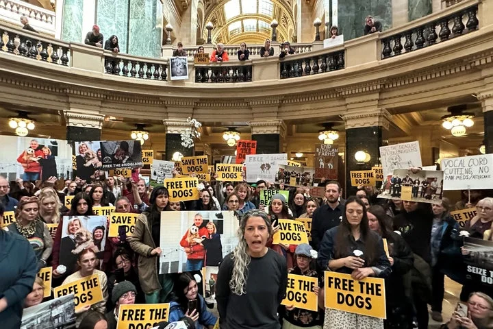 Hundreds of protesters swarm governor’s office chanting ‘free the dogs!’ in bid to save 2,000 beagles